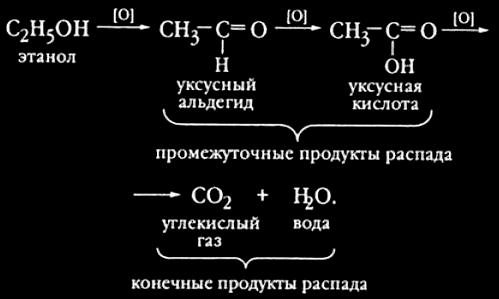 Уксусная кислота взаимодействует с этанолом. Продукты распада этанола. Распад этилового спирта в организме. Распад этанола в организме.